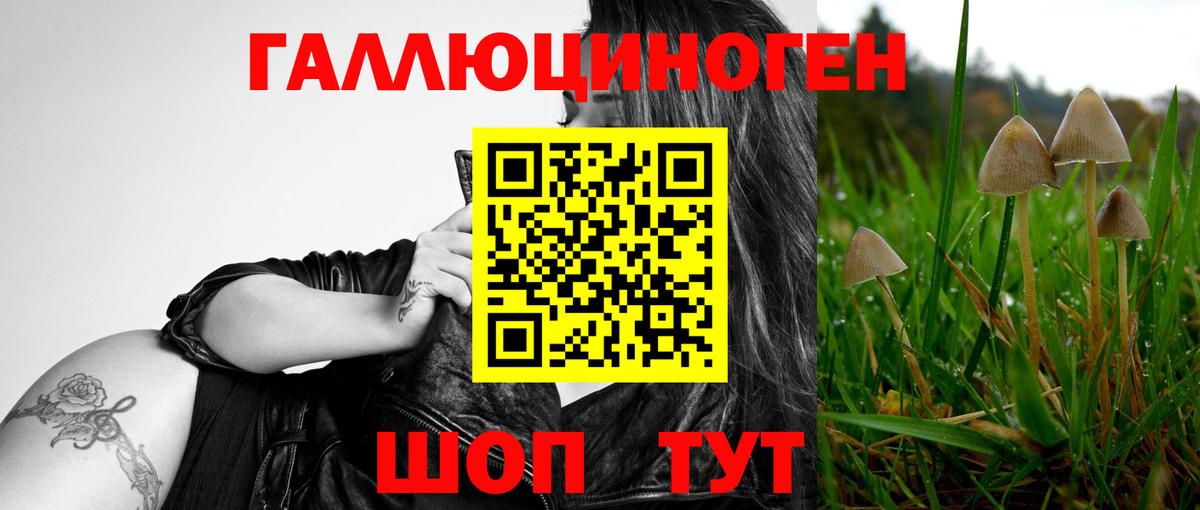 Псилоцибиновые грибы Psilocybe Городец